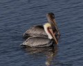 _B223416 brown pelicans